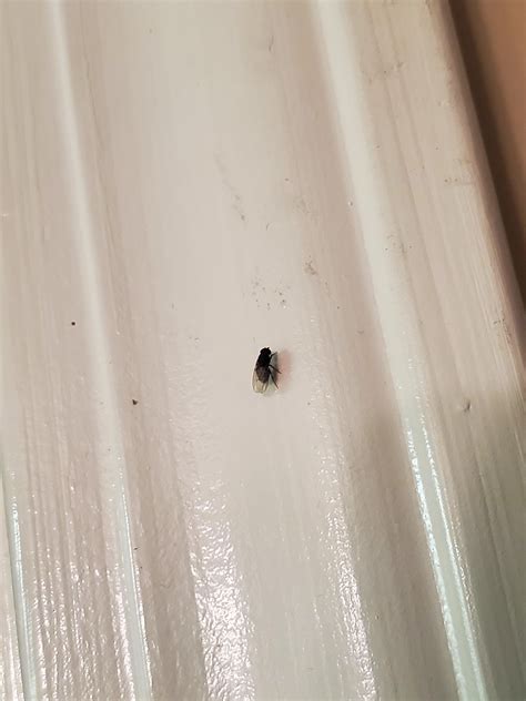 Tiny black flies in house - Black flies are small (usually 1.2 to 3 mm), dark flies with short legs. Because of their distinct humpbacked shape, they are sometimes called buffalo gnats. The wings are broad and the antennae are about as long as the head. Male black flies have larger eyes than females. Some species have white markings.